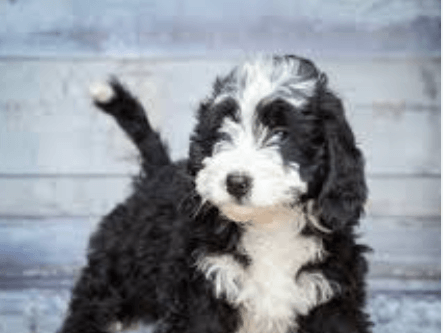 Puppy:Ihhz1j0nkcy= Bernedoodle