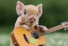 Cute:Jmb_Ljazido= Pigs