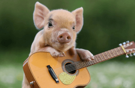 Cute:Jmb_Ljazido= Pigs