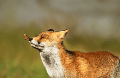 Cute:Vckxjxf4zh0= Foxes