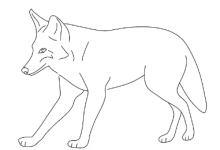 Drawing:Wny4zn3jqnm= Coyote