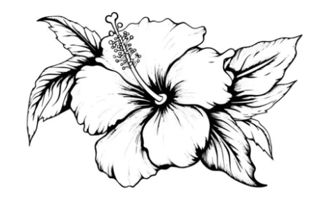 Drawing:Bclxr4vqzz0= Hibiscus