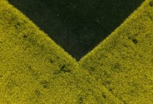 sector momentum analysis guide