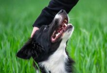 dog focused pet advice blog content
