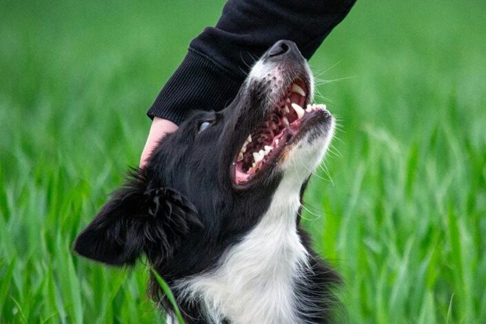 dog focused pet advice blog content