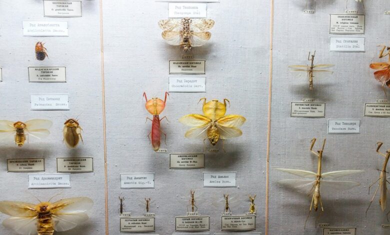 swedish biology plant classification guide